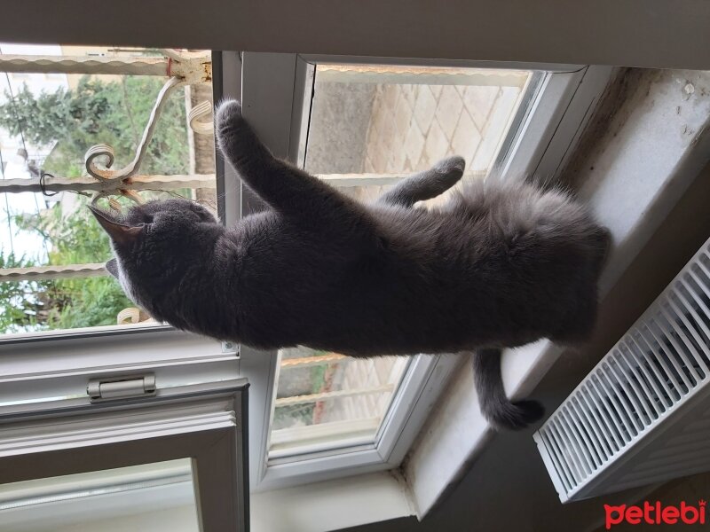 British Shorthair, Kedi  Mia fotoğrafı