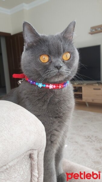 British Shorthair, Kedi  Mia fotoğrafı