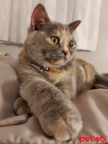 British Shorthair, Kedi  Mırmır fotoğrafı