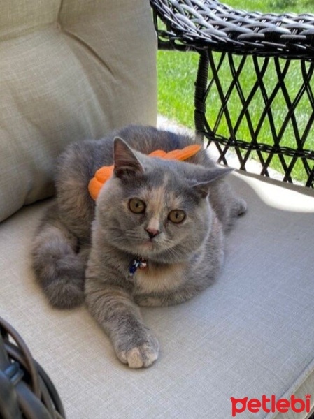 British Shorthair, Kedi  Mırmır fotoğrafı