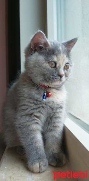 British Shorthair, Kedi  Mırmır fotoğrafı