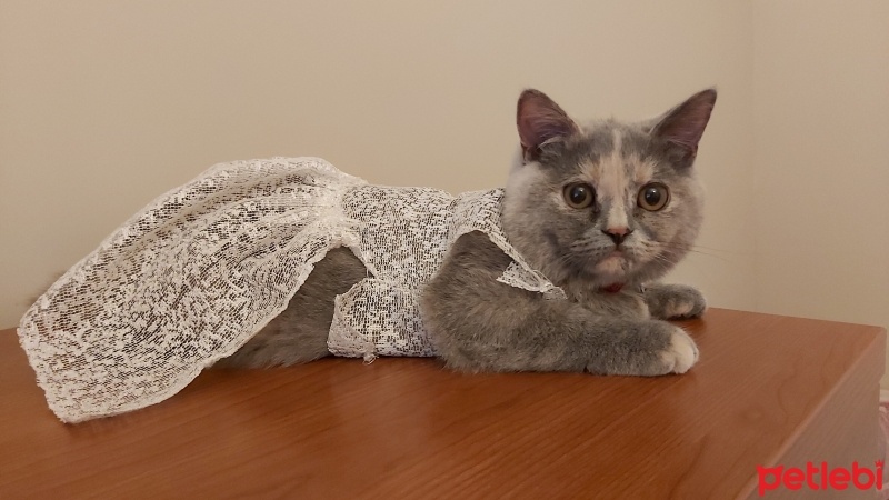 British Shorthair, Kedi  Mırmır fotoğrafı