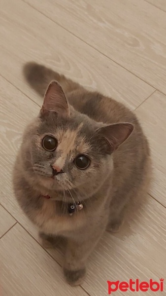 British Shorthair, Kedi  Mırmır fotoğrafı