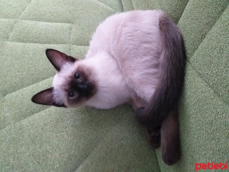 Siyam Kedisi, Kedi  Boncuk fotoğrafı