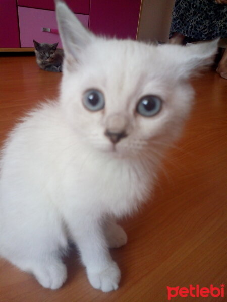 British Shorthair, Kedi  Kaymak fotoğrafı