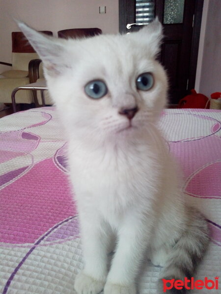 British Shorthair, Kedi  Kaymak fotoğrafı