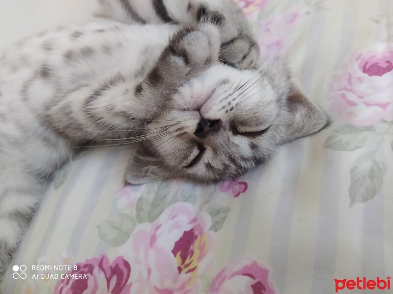 British Shorthair, Kedi  Alexander fotoğrafı