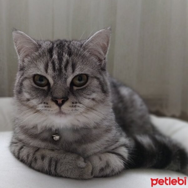 British Shorthair, Kedi  Alexander fotoğrafı