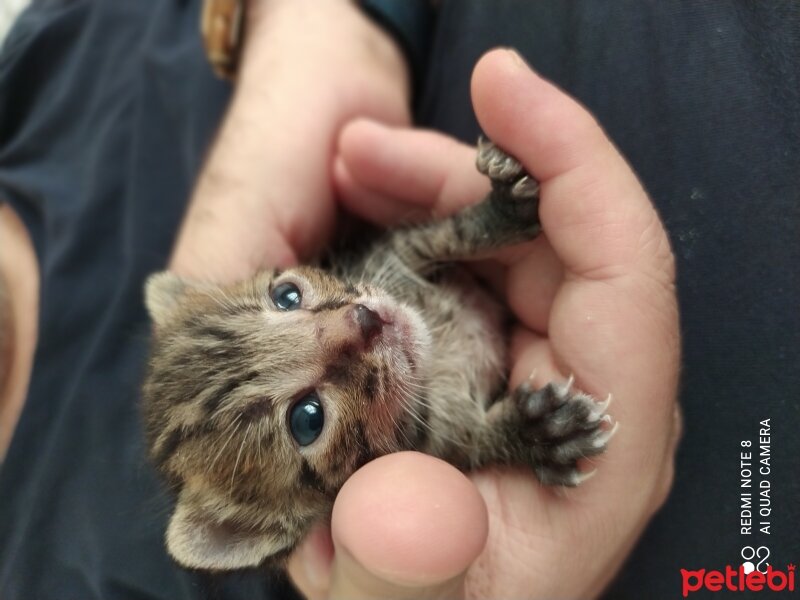 British Shorthair, Kedi  Alexander fotoğrafı