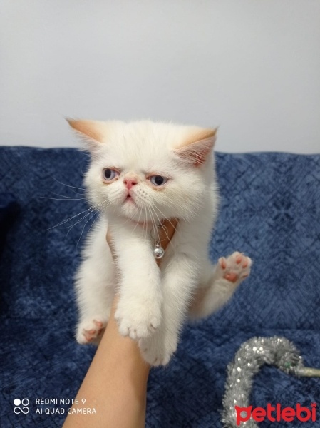 Exotic Shorthair, Kedi  Minnoş fotoğrafı