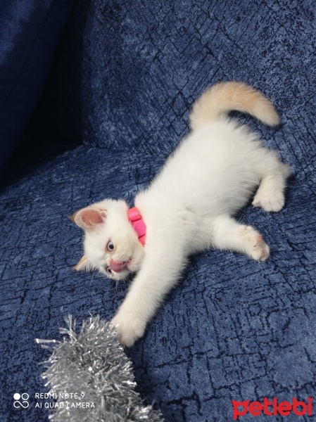Exotic Shorthair, Kedi  Minnoş fotoğrafı