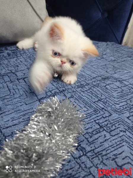 Exotic Shorthair, Kedi  Minnoş fotoğrafı