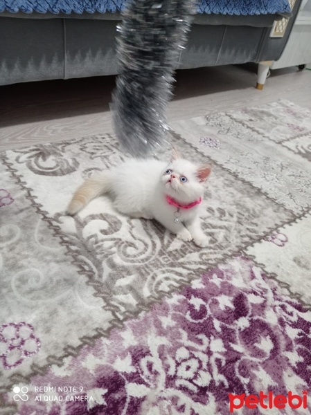 Exotic Shorthair, Kedi  Minnoş fotoğrafı