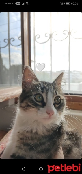 Tekir Kedi, Kedi  Hera fotoğrafı