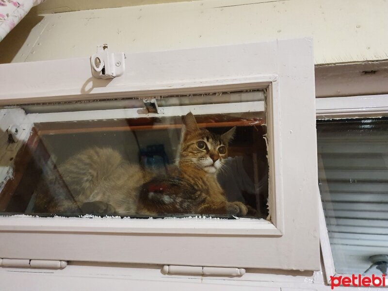 Tekir Kedi, Kedi  Biftek fotoğrafı