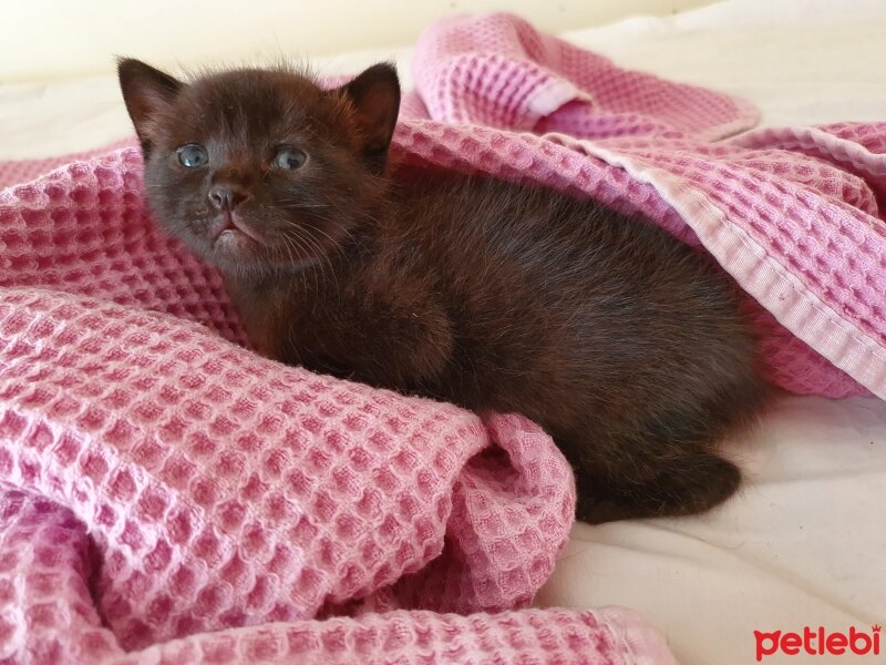 Bombay, Kedi  Hürrem fotoğrafı