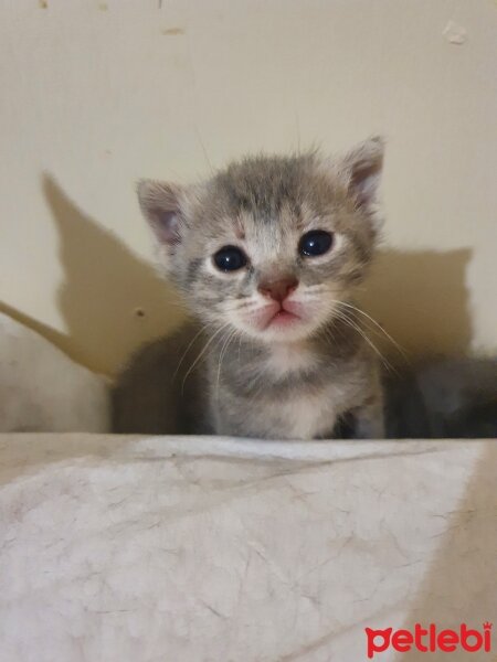 Tekir Kedi, Kedi  Masum Çatlak patlak fotoğrafı