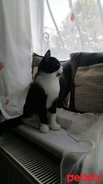 Tuxedo (Smokin) Kedi, Kedi  Hamdi fotoğrafı