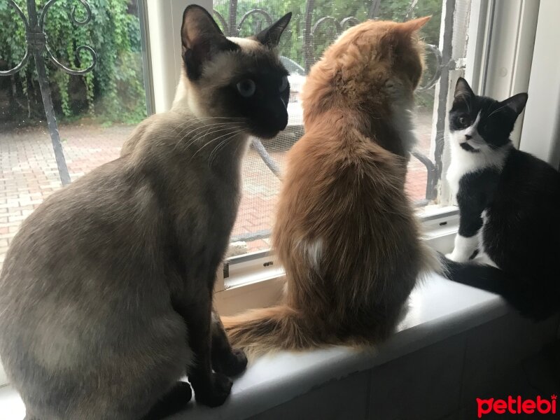 Tuxedo (Smokin) Kedi, Kedi  Hamdi fotoğrafı