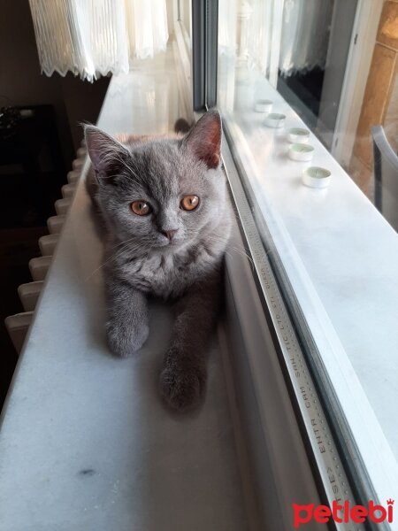 British Shorthair, Kedi  Paşo fotoğrafı