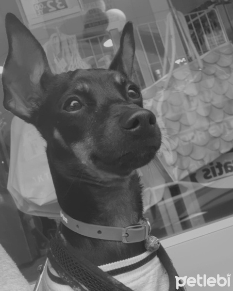 Minyatür Pinscher, Köpek  Gece fotoğrafı