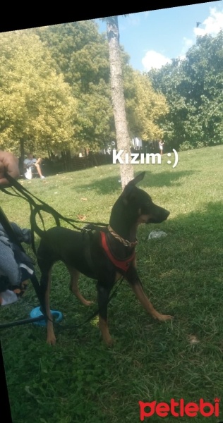 Minyatür Pinscher, Köpek  Gece fotoğrafı