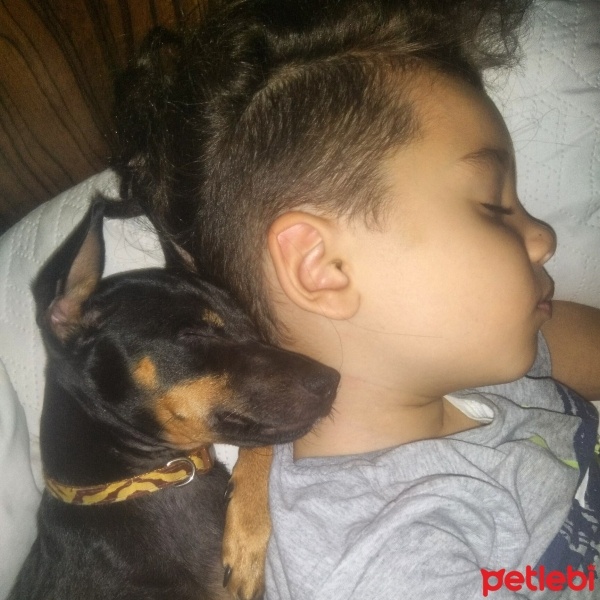 Minyatür Pinscher, Köpek  Gece fotoğrafı