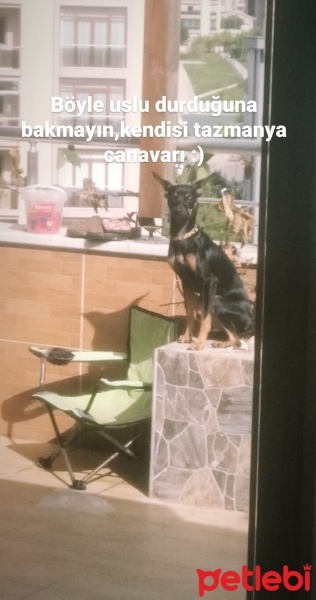 Minyatür Pinscher, Köpek  Gece fotoğrafı