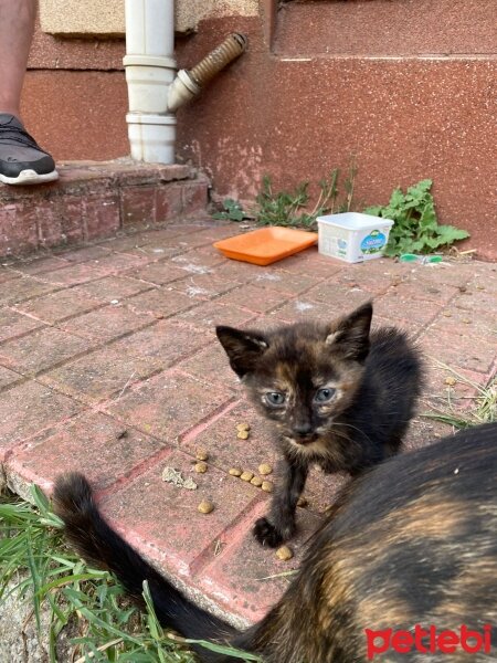 Tekir Kedi, Kedi  tarçın fotoğrafı