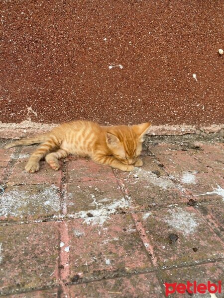 Tekir Kedi, Kedi  tarçın fotoğrafı