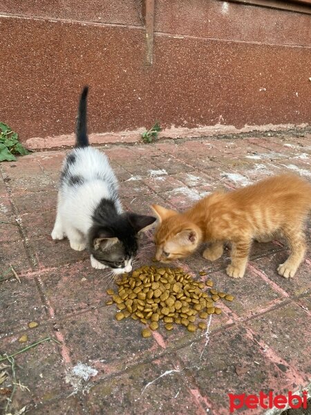 Tekir Kedi, Kedi  tarçın fotoğrafı