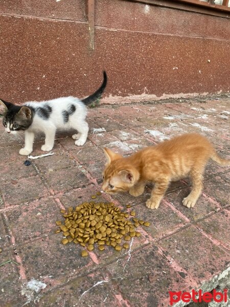 Tekir Kedi, Kedi  tarçın fotoğrafı