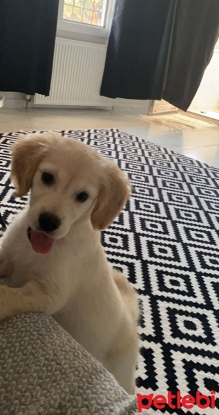 Golden Retriever, Köpek  Misha fotoğrafı