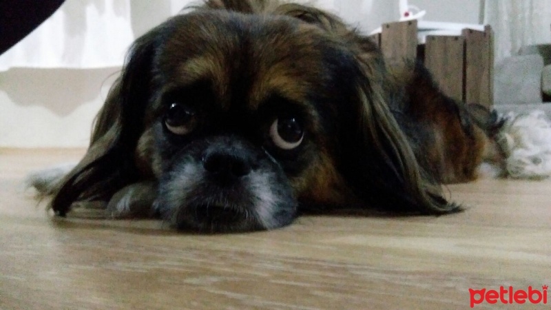 Pekingese, Köpek  Pati fotoğrafı