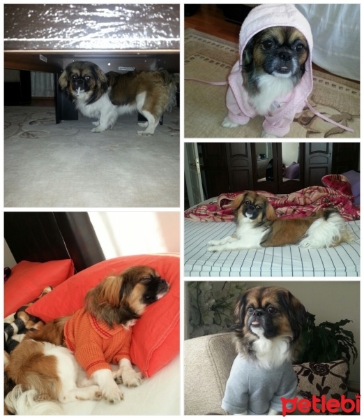 Pekingese, Köpek  Pati fotoğrafı