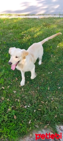 Golden Retriever, Köpek  Osgar fotoğrafı