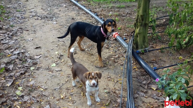 Jack Russell Terrier, Köpek  jack fotoğrafı