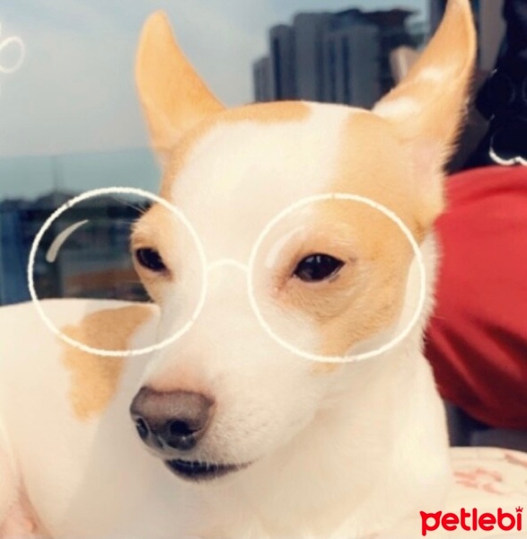 Chihuahua, Köpek  Pixie fotoğrafı