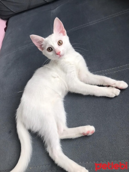 Ankara Kedisi, Kedi  Prenses fotoğrafı