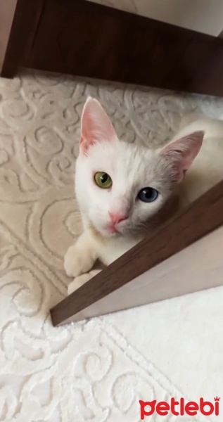 Van Kedisi, Kedi  Nefes fotoğrafı