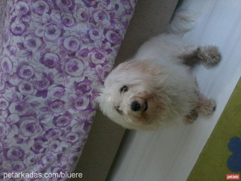 Maltese, Köpek  pırtık fotoğrafı