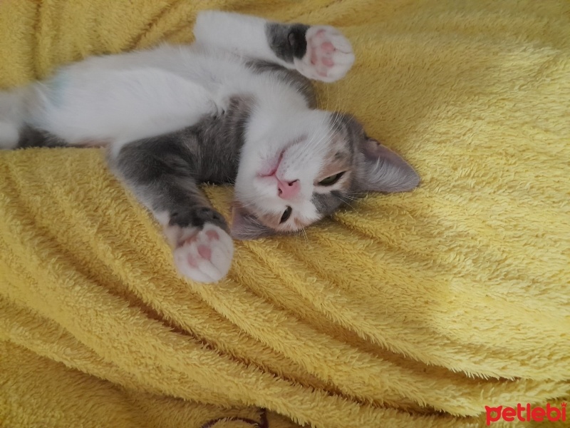 Tekir Kedi, Kedi  MİŞA fotoğrafı