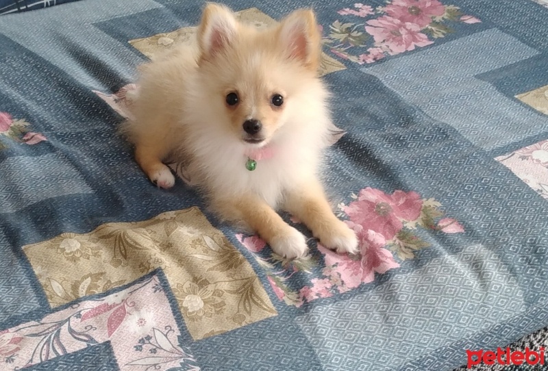 Finnish Spitz, Köpek  Şila fotoğrafı