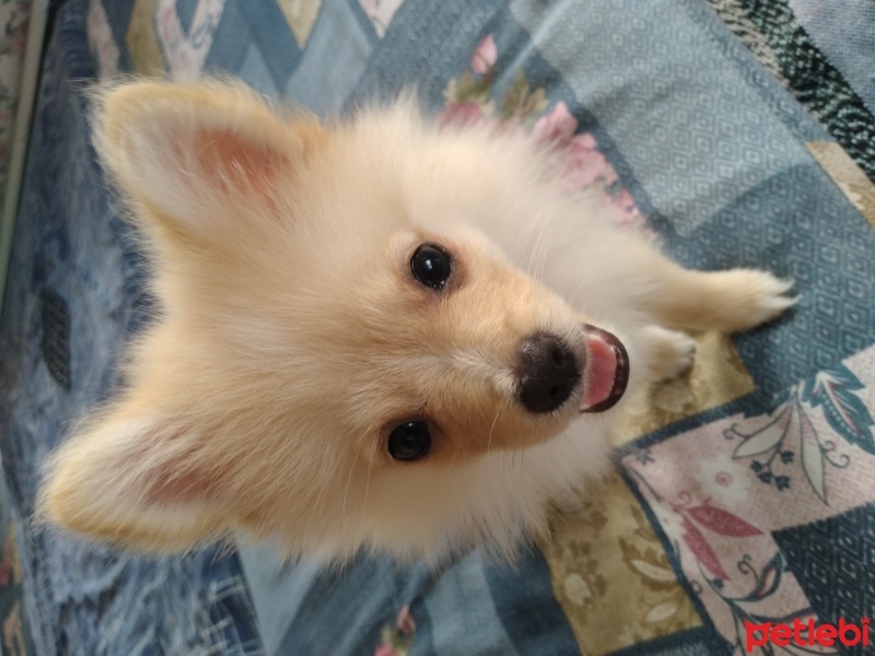 Finnish Spitz, Köpek  Şila fotoğrafı