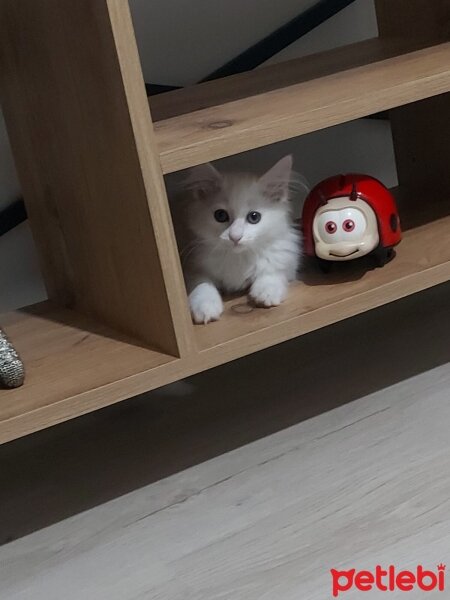 Ankara Kedisi, Kedi  TÜYLOŞ fotoğrafı