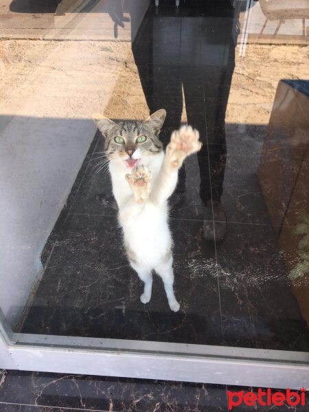 Tekir Kedi, Kedi  BEHO fotoğrafı