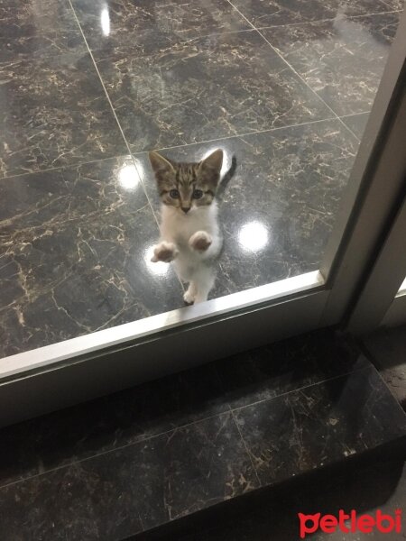 Tekir Kedi, Kedi  BEHO fotoğrafı