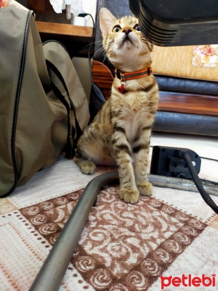 Tekir Kedi, Kedi  Mia fotoğrafı