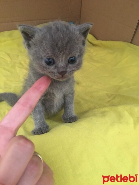 British Shorthair, Kedi  Masum fotoğrafı
