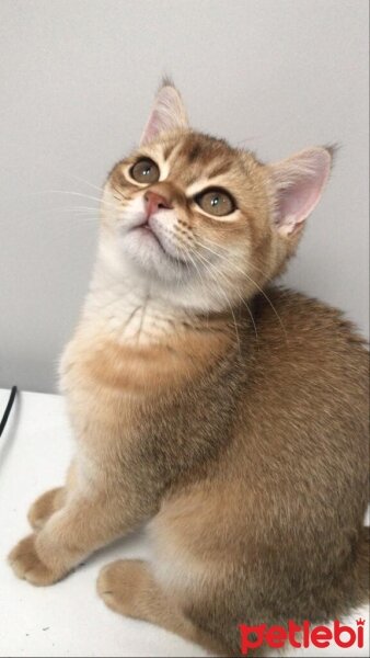 British Shorthair, Kedi  Tarçın fotoğrafı